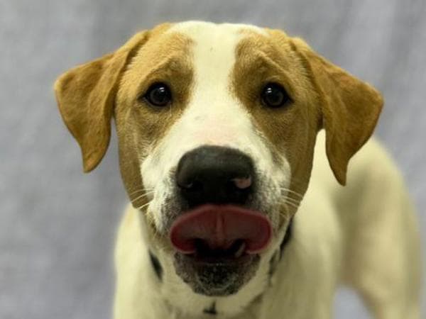 Roscoe