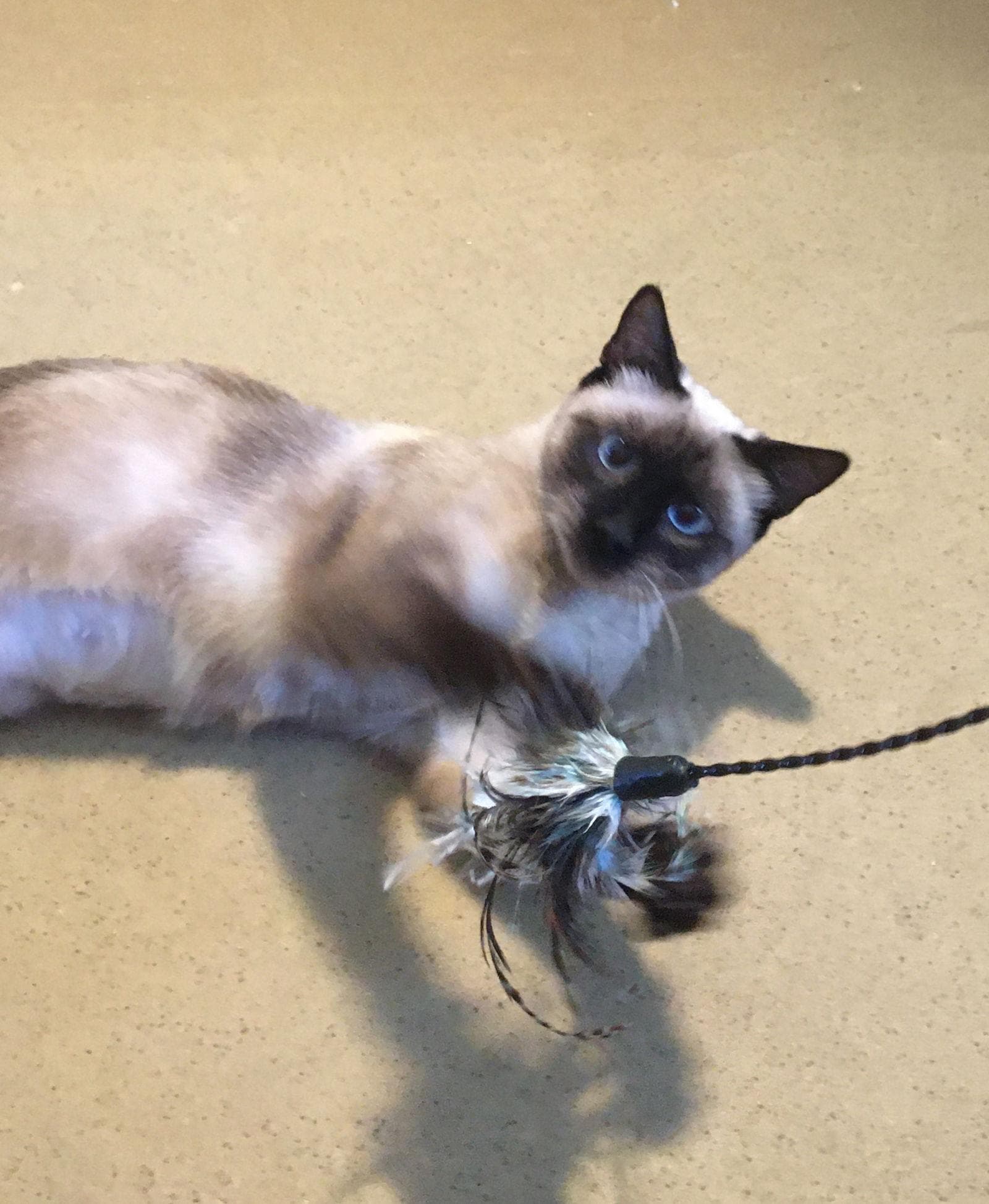 Francesca Talkative & Bossy Like A Siamese!!
