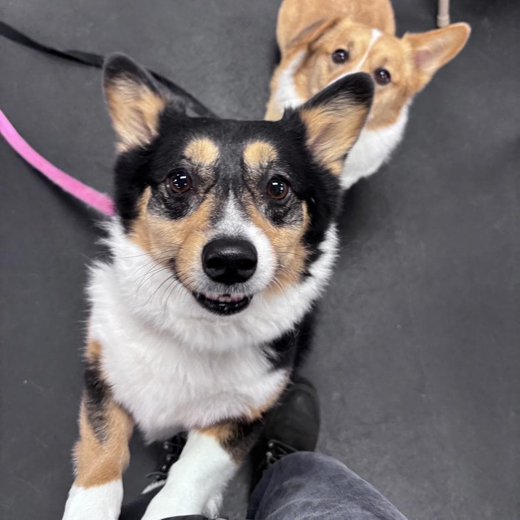 Willow with Winston