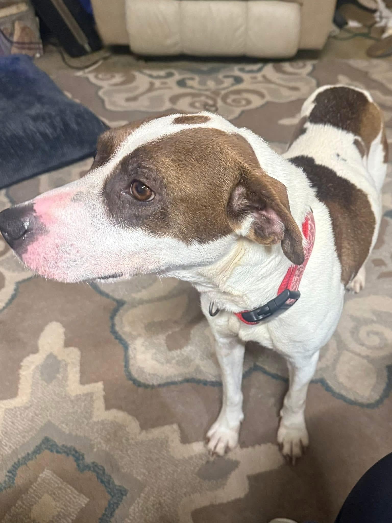 BAYLI - Sponsored Fee!!