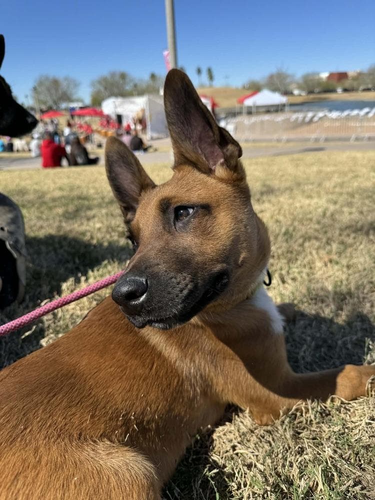 13 Colonies litter - Raleigh (neon green) - Located in AZ