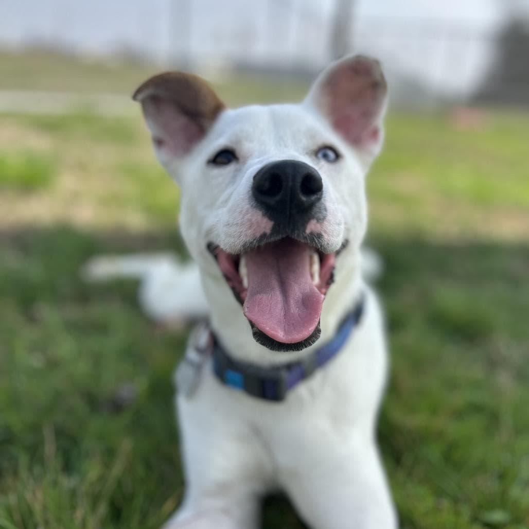 Little Lady