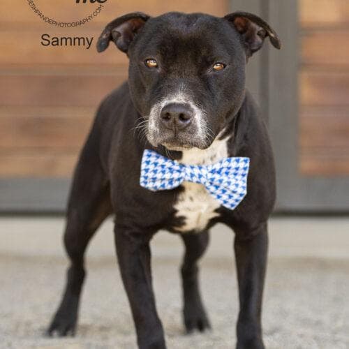 Sammy