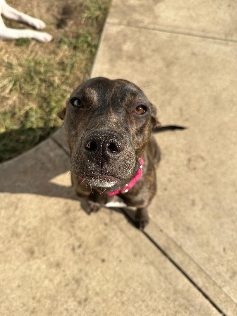 Arya