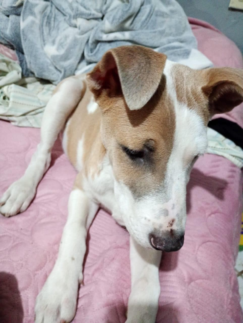 Duke (5)