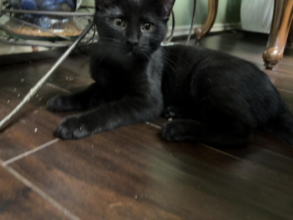 Toothless