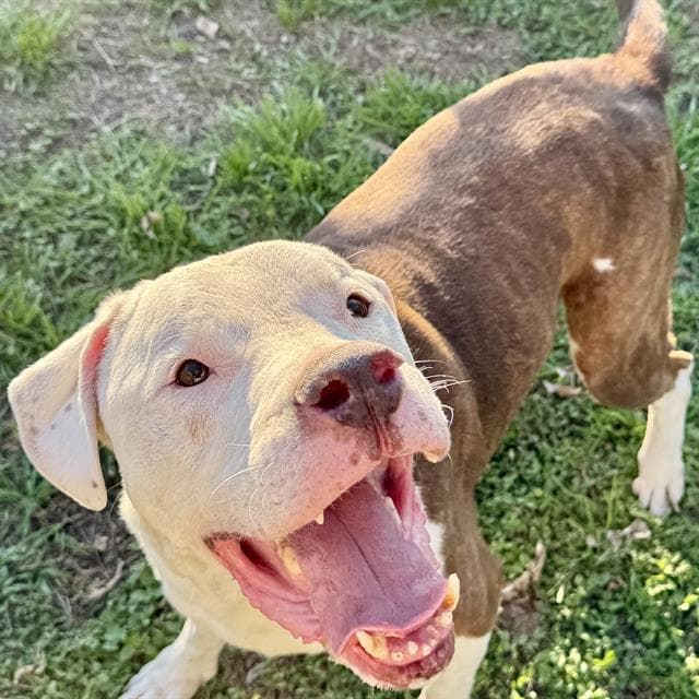 ZEUS