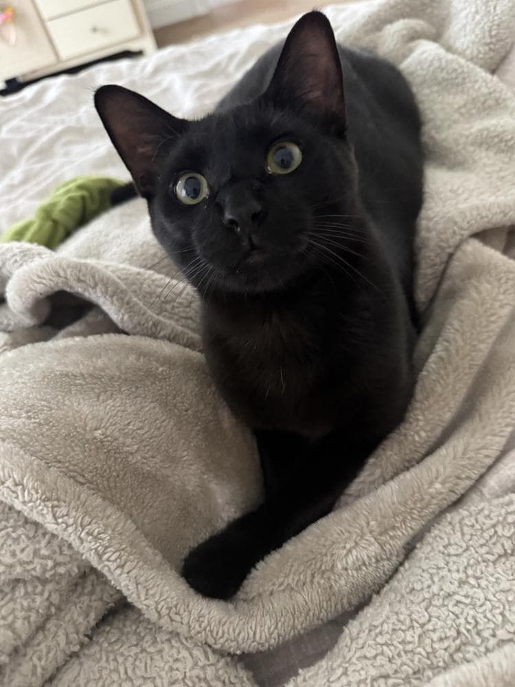 Archibald Blackpaw