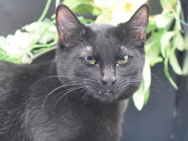 Nyx