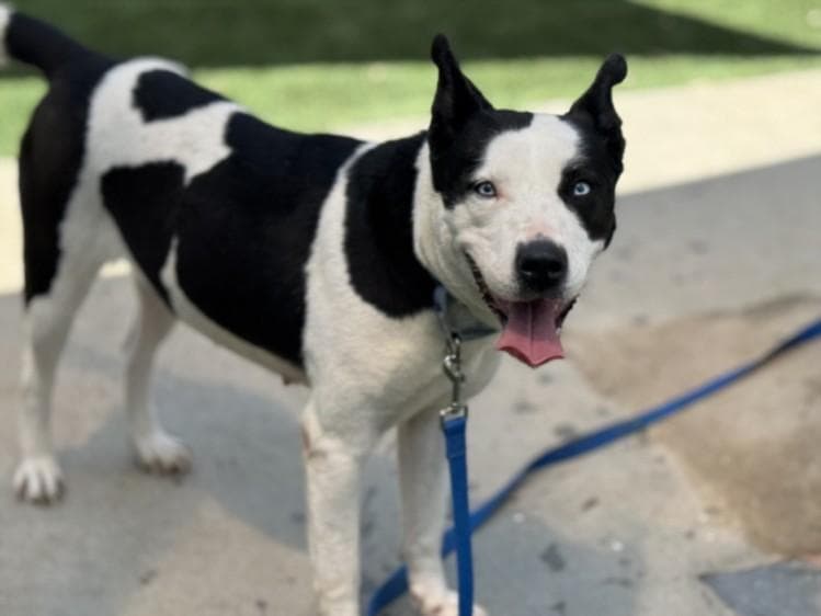 OREO
