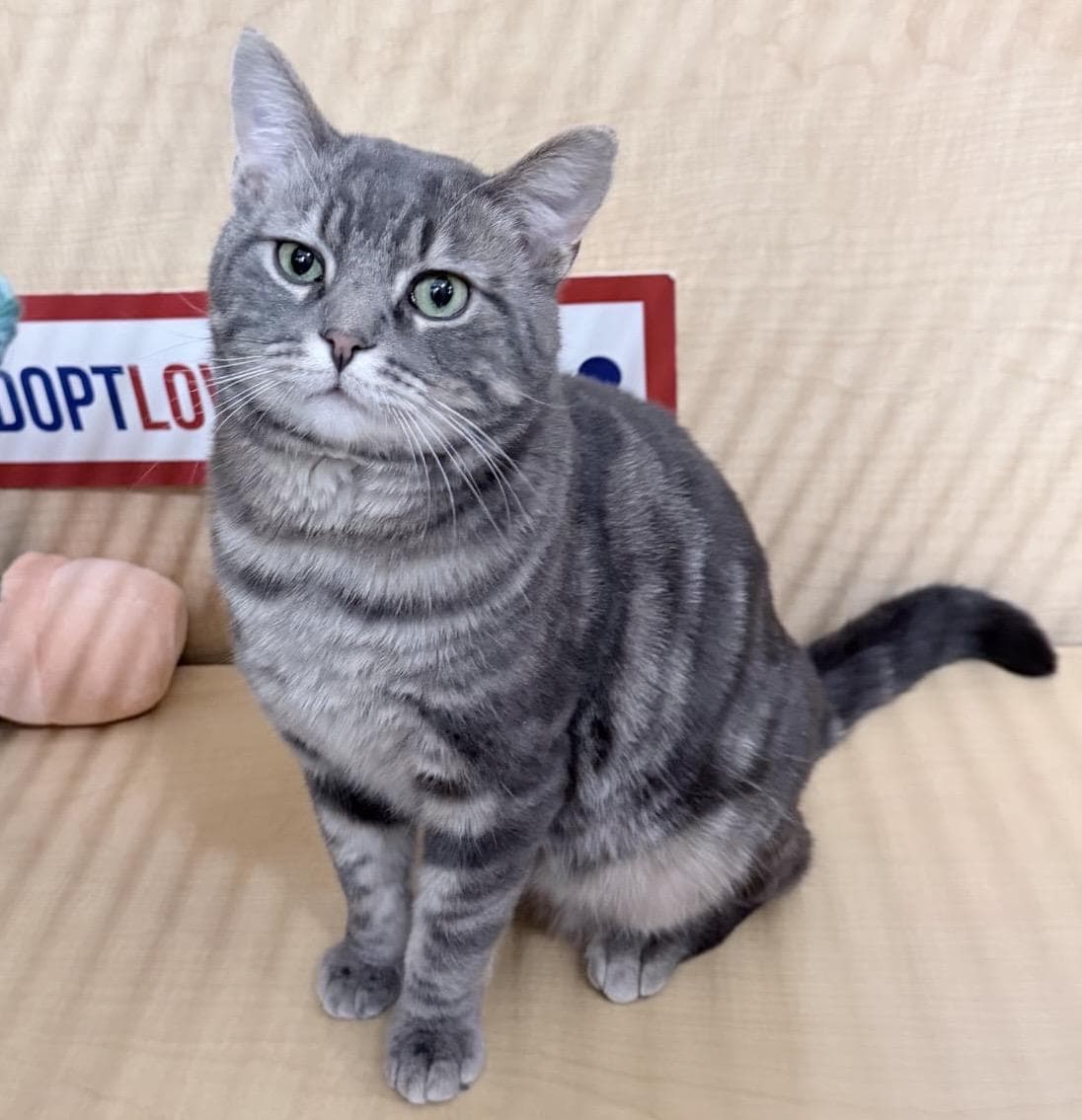 Sully (bonded with Samantha)