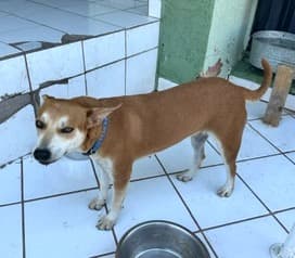 Canela (47)