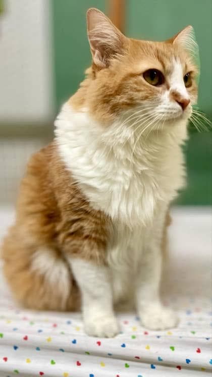 Almond Joy(Foster Needed)