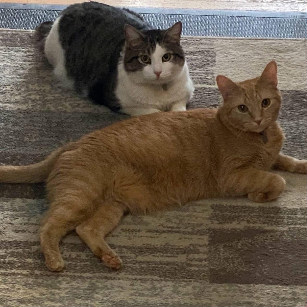 Ozzie & Sweetie