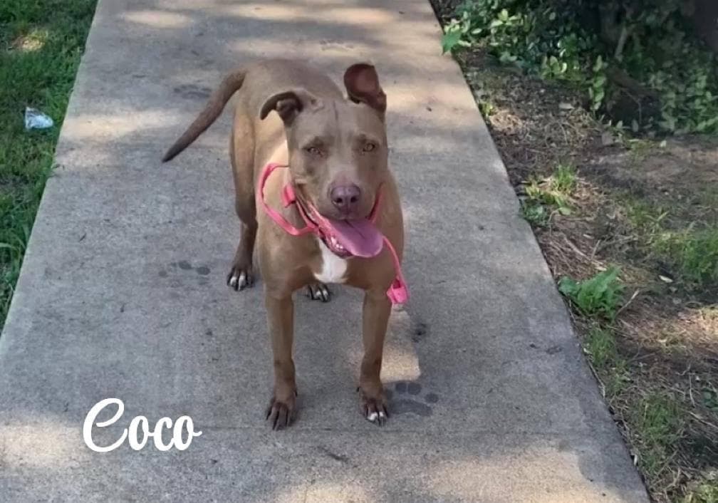 Coco