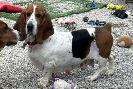 TENNESSEE - ADOPTION PENDING!