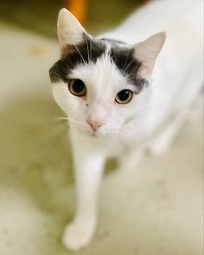 Chuck(Foster Needed)