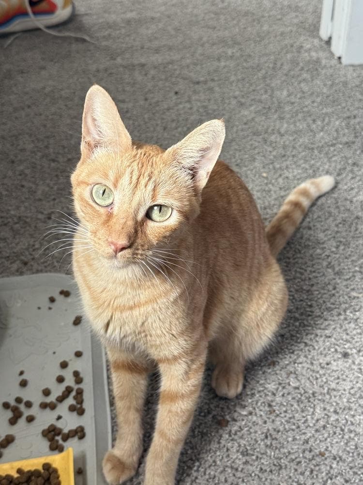 Caramel DeLite