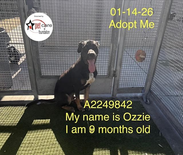 OZZIE