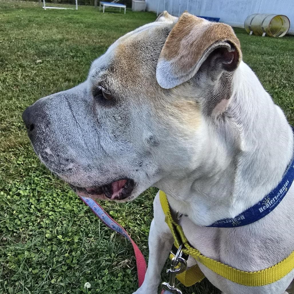Hank