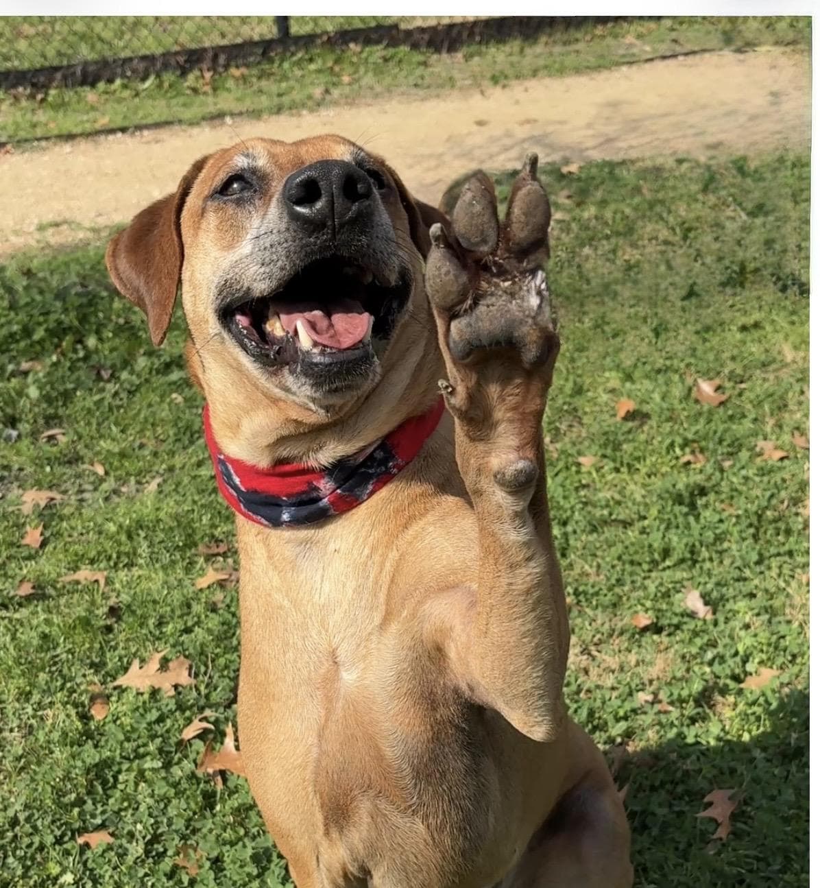 BIG BEN- sweet temperament