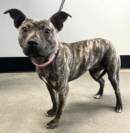 M`Lynn Eatenton fka Dog 7