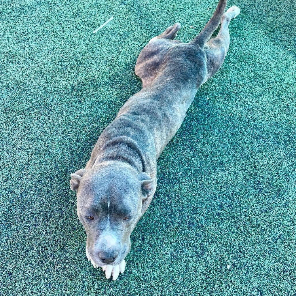 Dasher
