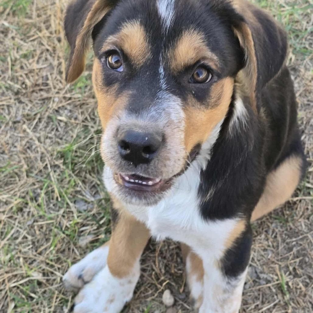 Maverick