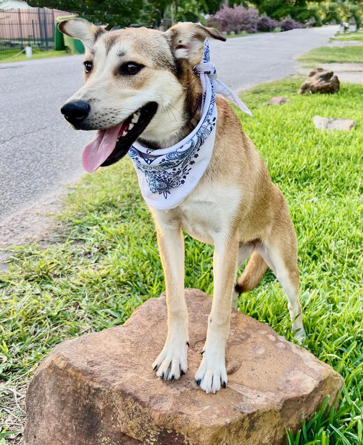 DAHLIA - GORGEOUS GIRL!