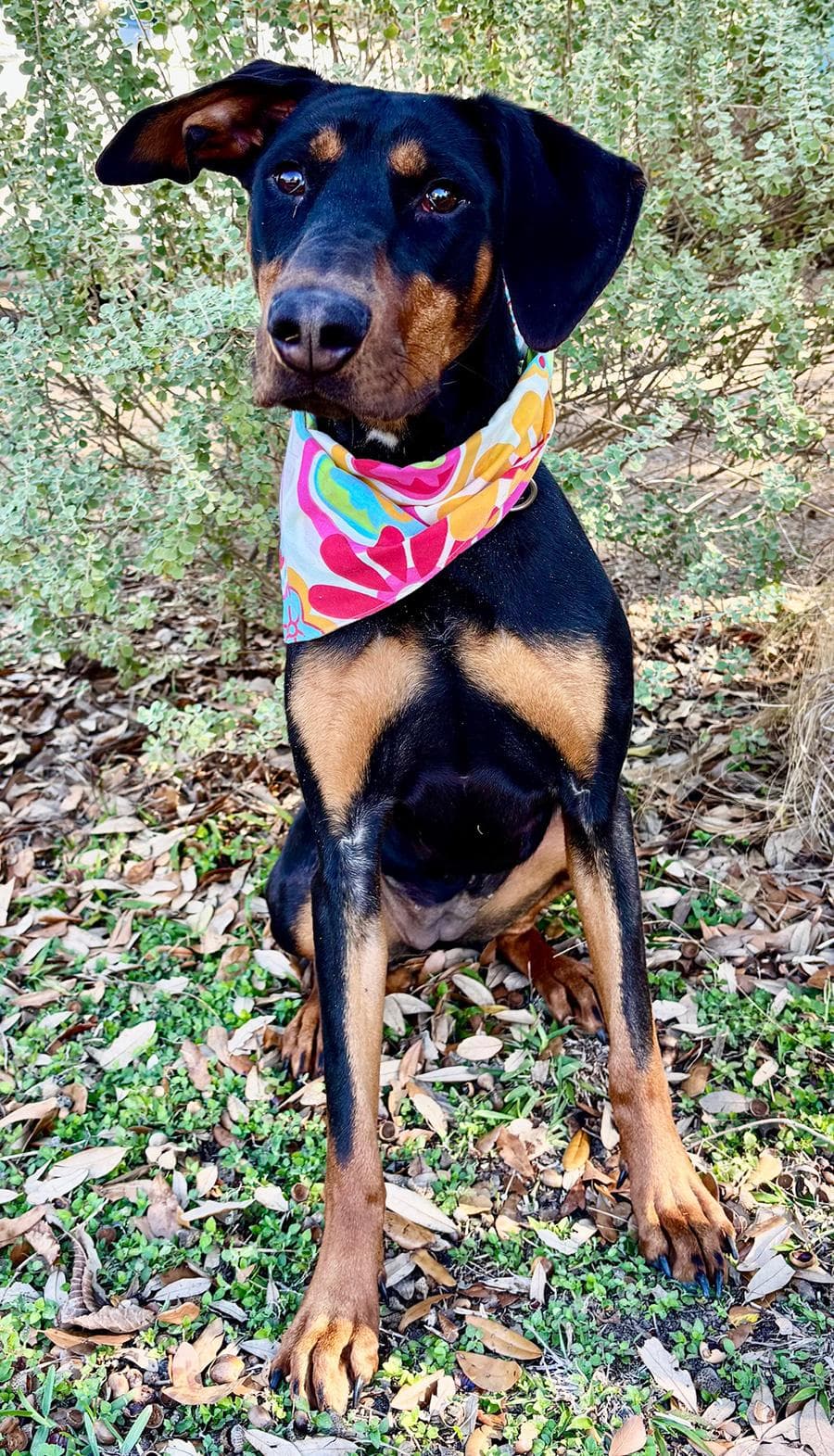 PIPER - WHAT A DOLL!