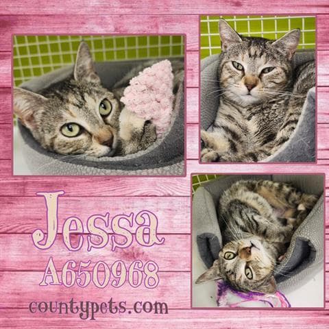 JESSA
