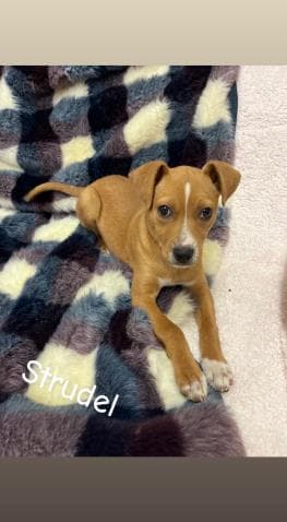 Strudel