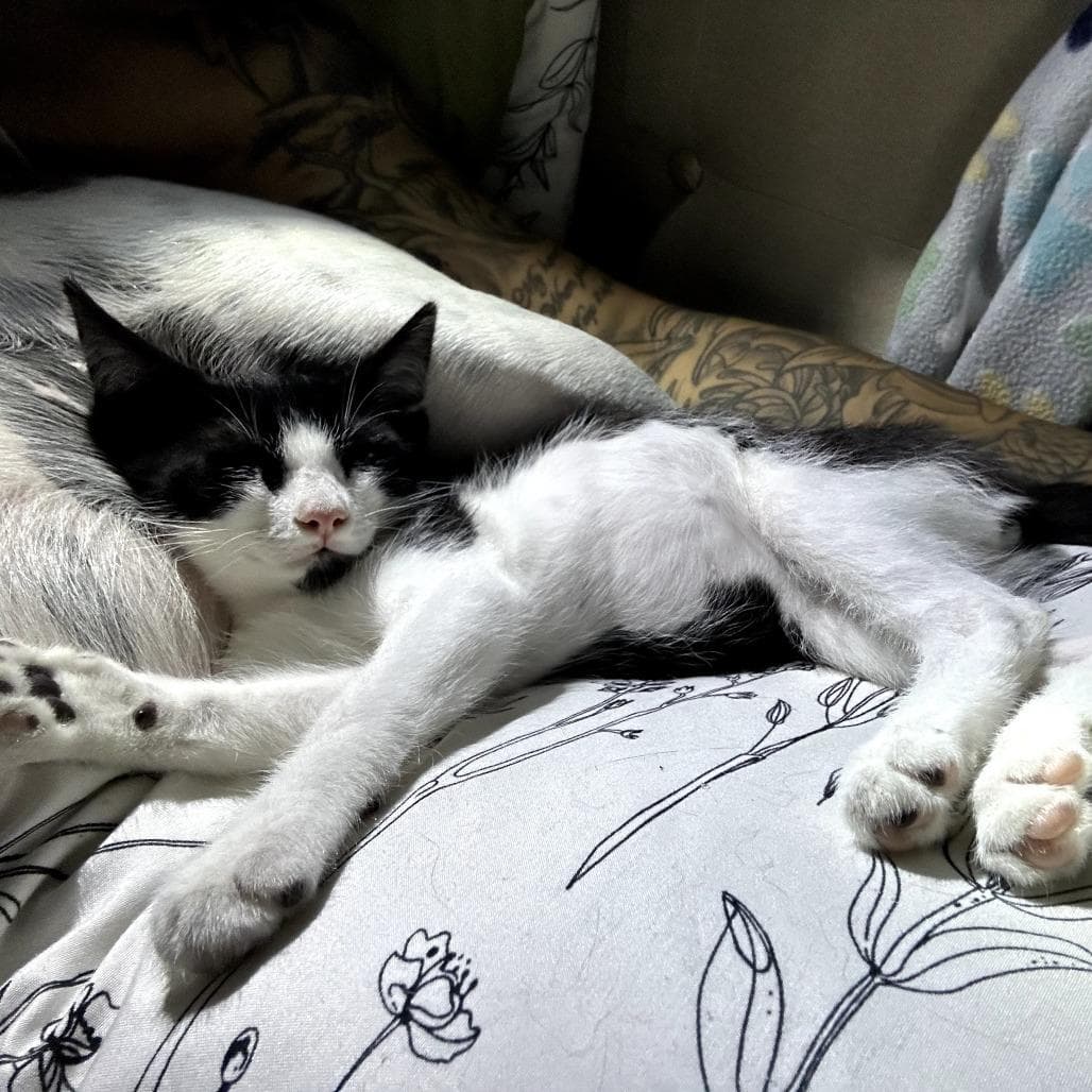 Ozzy