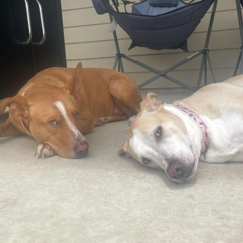 Willow III (New Digs)