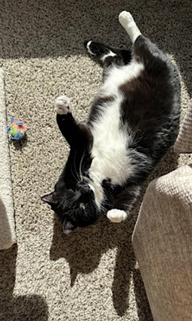 Mew