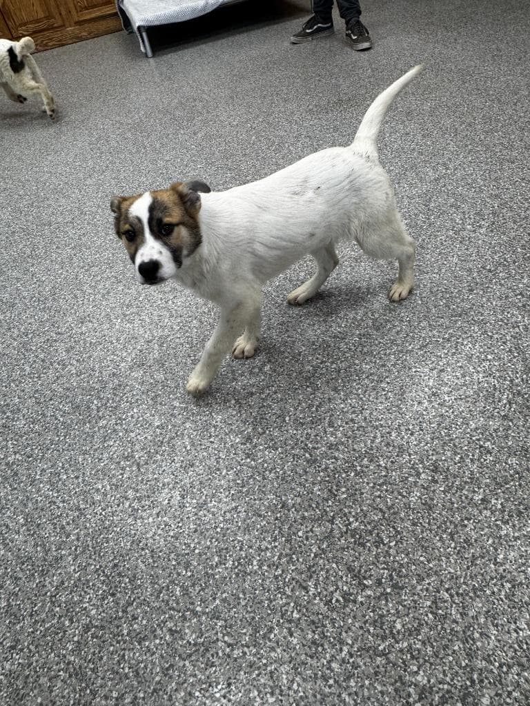 Daisy