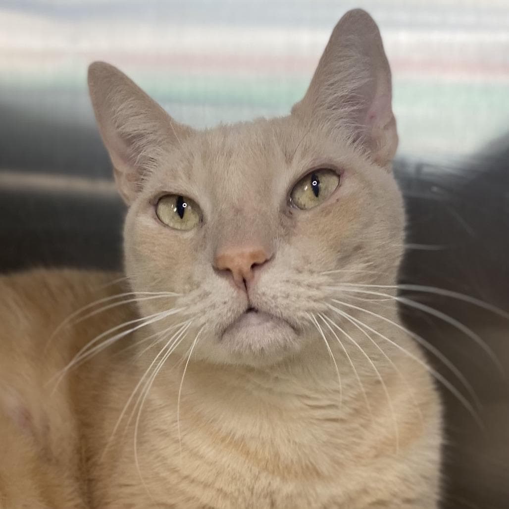 Adam Cat