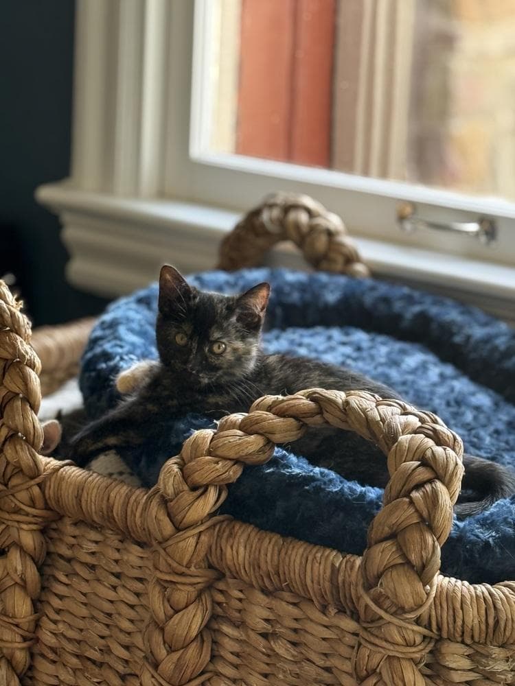 Xena