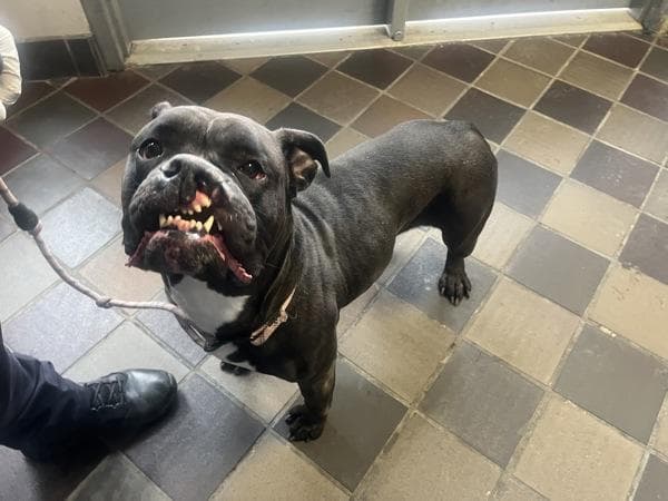 Lucy-Belle