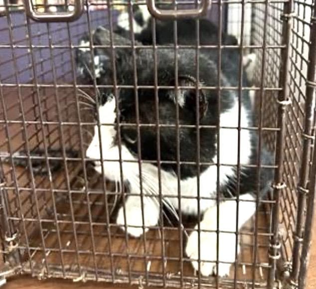 DOMINO