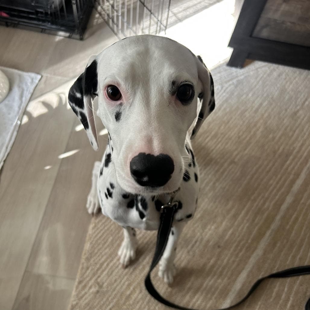 Coco