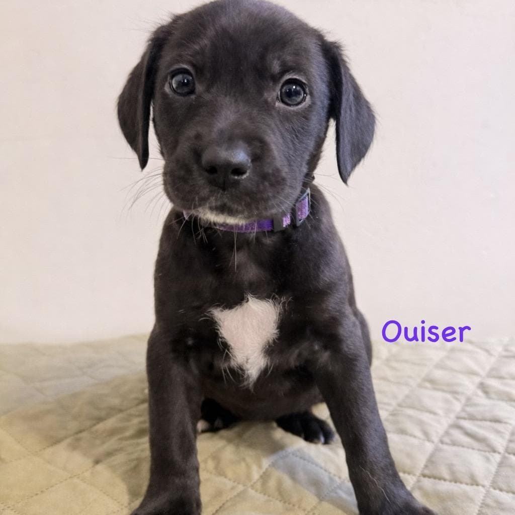 Ouiser(Purple)