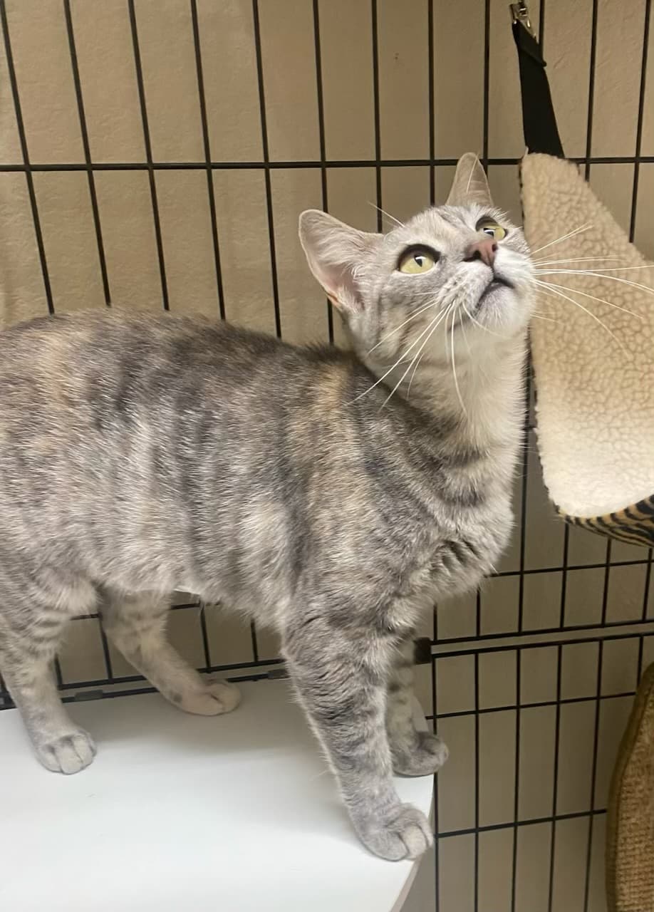 Hope - Kuykendahl Petsmart