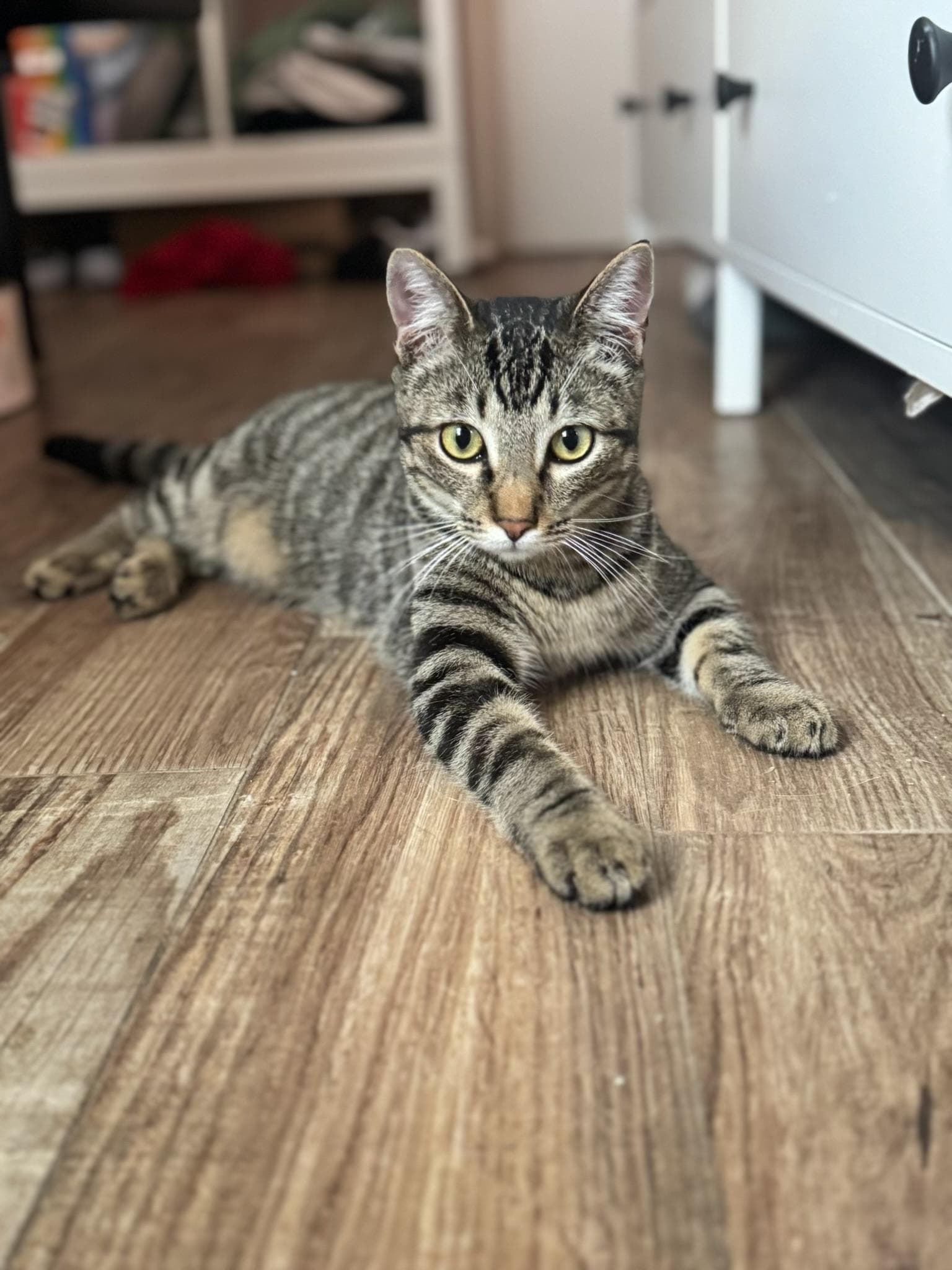 Alvin - Kuykendahl Petsmart