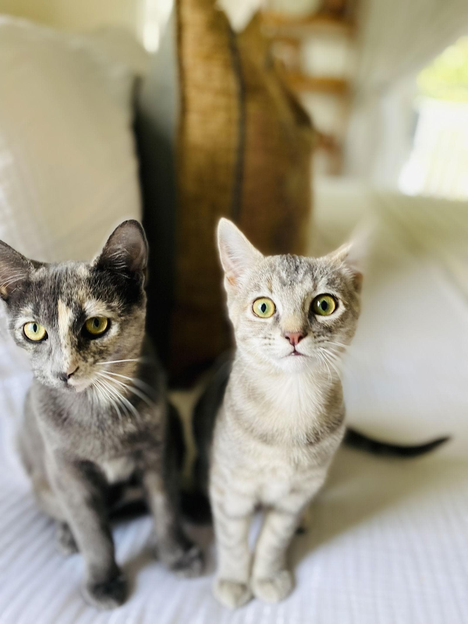 Saari - Adopt Me With My Pretty Sister Bo!
