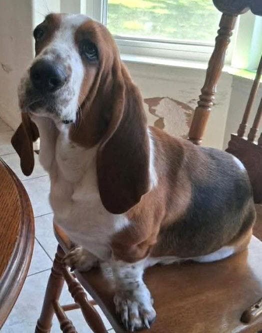LULU - ADOPTION PENDING!