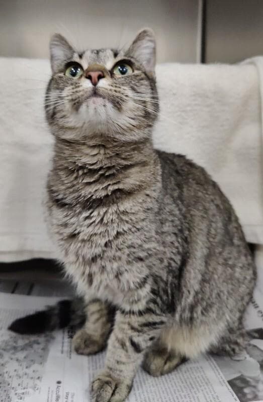 Mittens