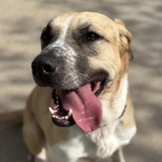 Oakley