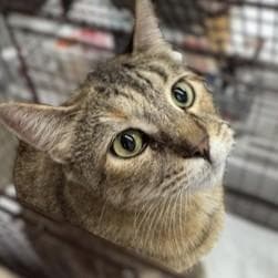 Ally @ Petsmart