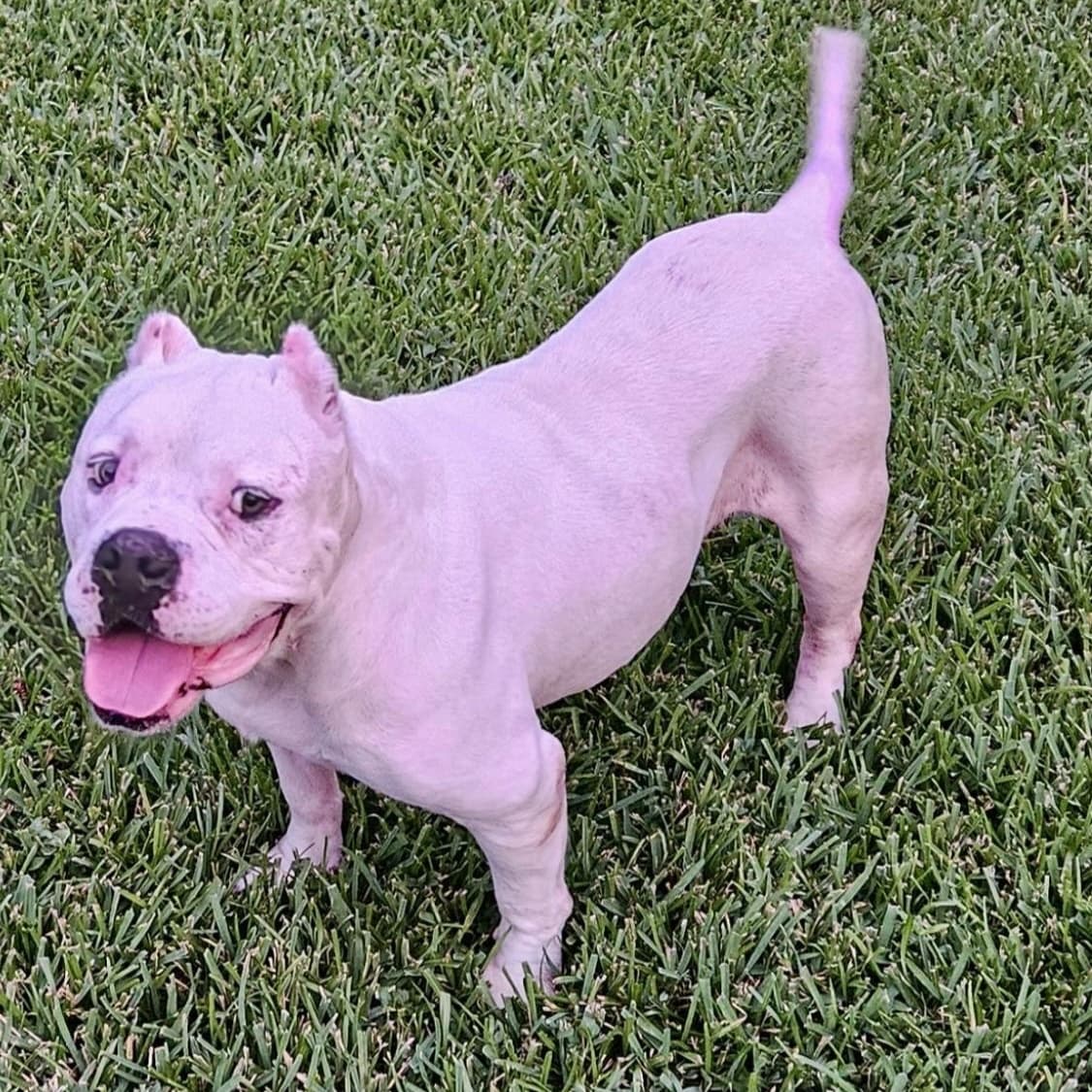 Otis